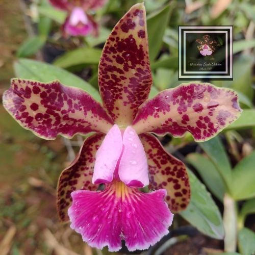 Orquídea Cat. Schilleriana x Cat. Karol Wojtyla (LANÇAMENTO) 