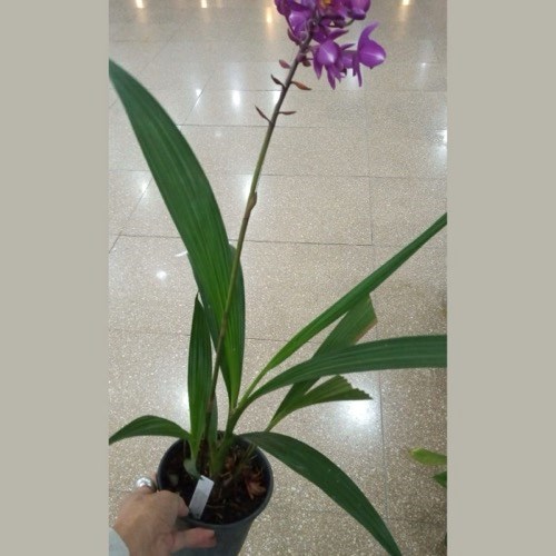 Spatoglotis exótica (cores diversas)