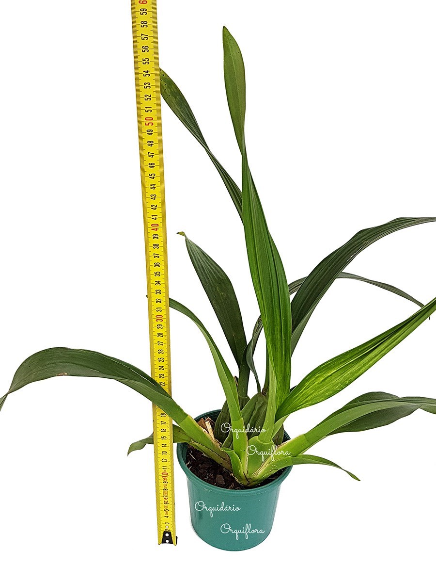 Orquídea Chocolate Oncidium Sharry Baby Planta Adulta