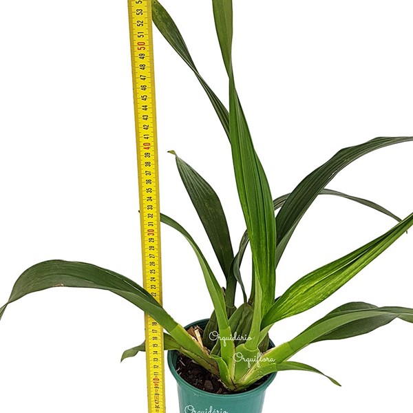 Orquídea Chocolate Oncidium Sharry Baby Planta Adulta