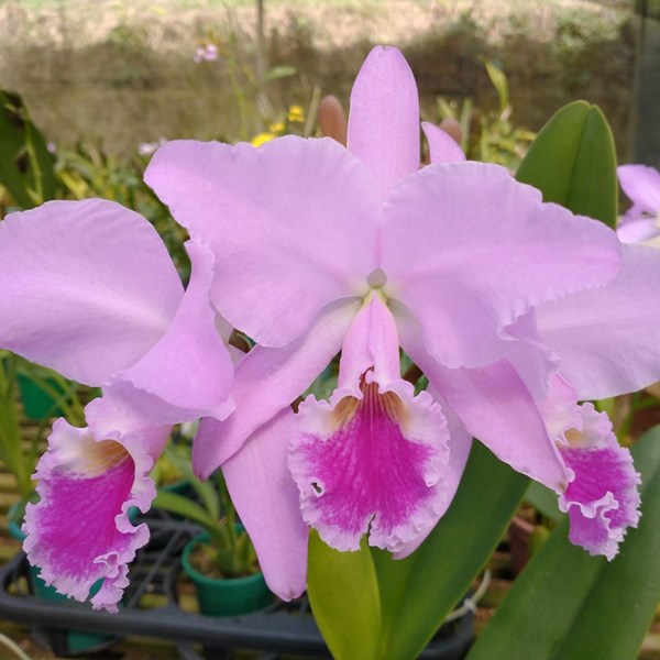 Orquídea Cattleya labiata - Orquiloja