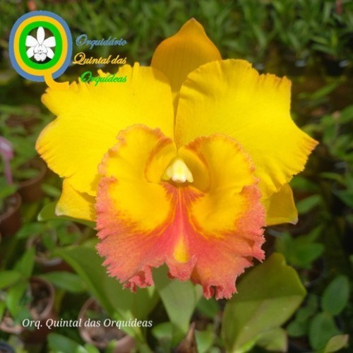 Rlc. Thongsupran Gold #4 - ADULTO