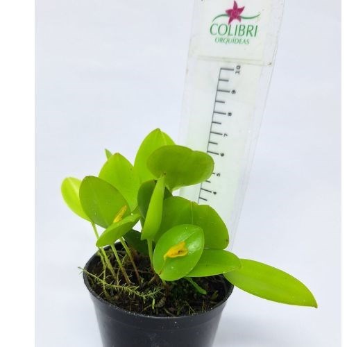 Orquídea Acianthera luteola