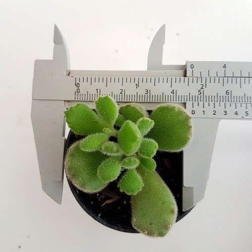Mini Suculenta Pata De Urso ( Cotyledon Tomentosa )