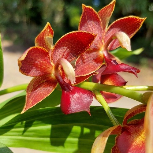 Cycnodes Jumbo Empire - Adulto