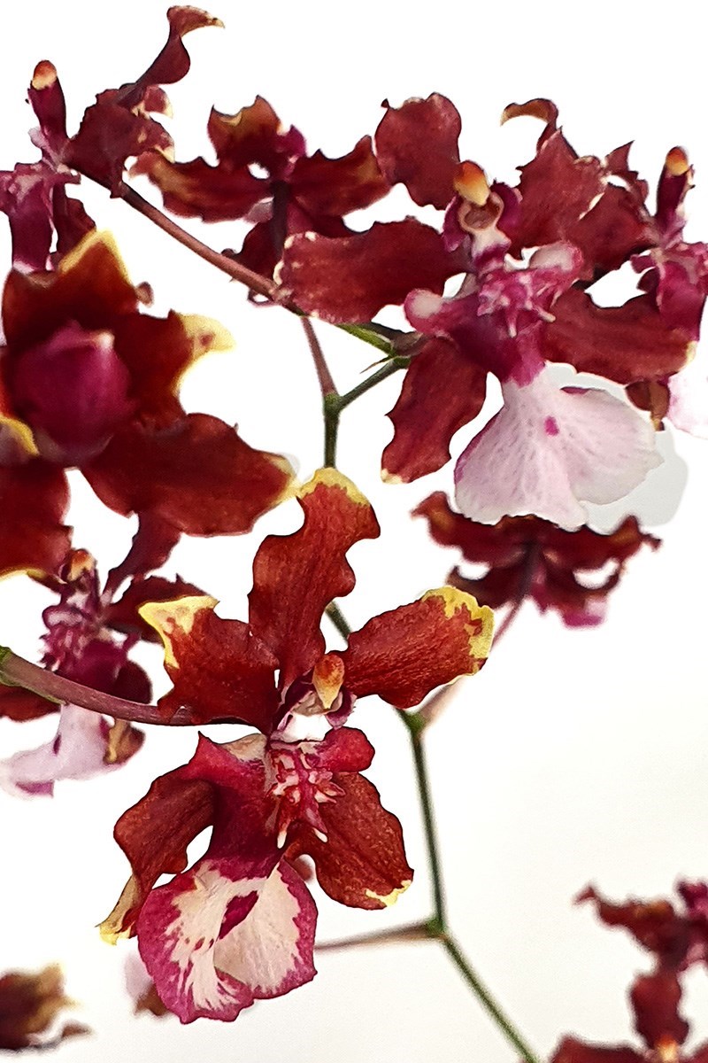Orquídea  Chocolate  Oncidium  Sharry  Baby.