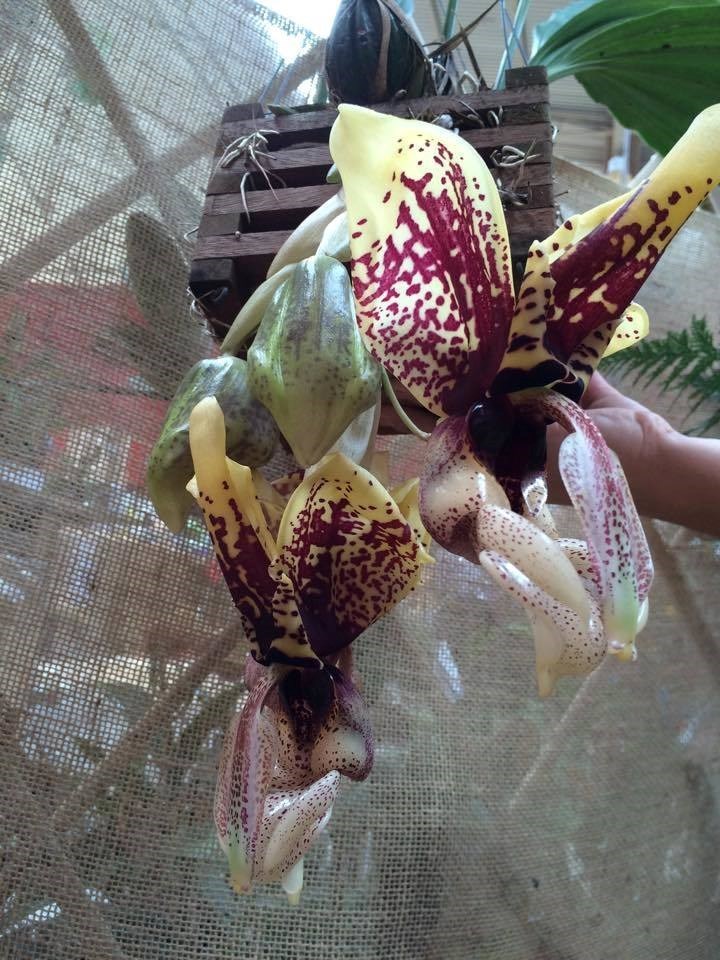 Orquídea Stanhopea tigrina
