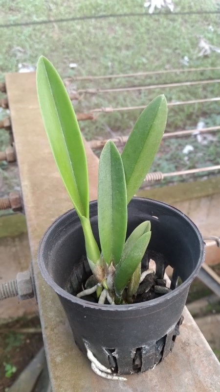 Laelia sincorana coerulia "Nina" X self