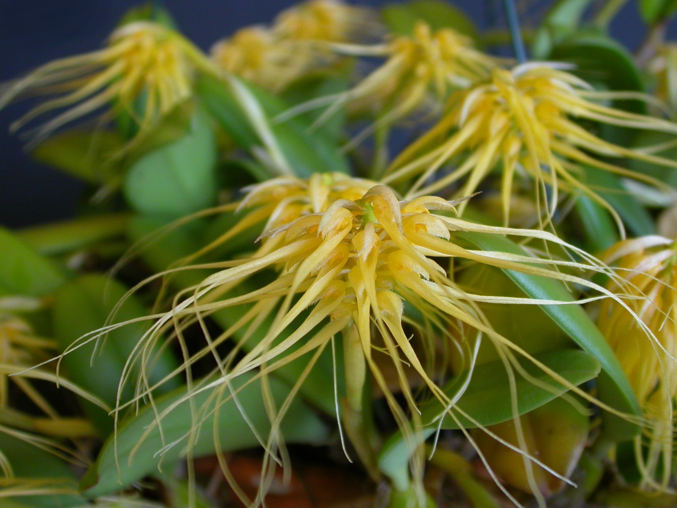 Orquídea Bullbophillum Varginatum