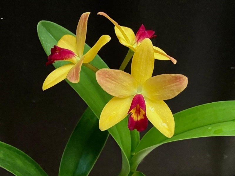 (Laelia brieguerii x Cattleya violacea) x  Cattleya aurantiaca - S7023