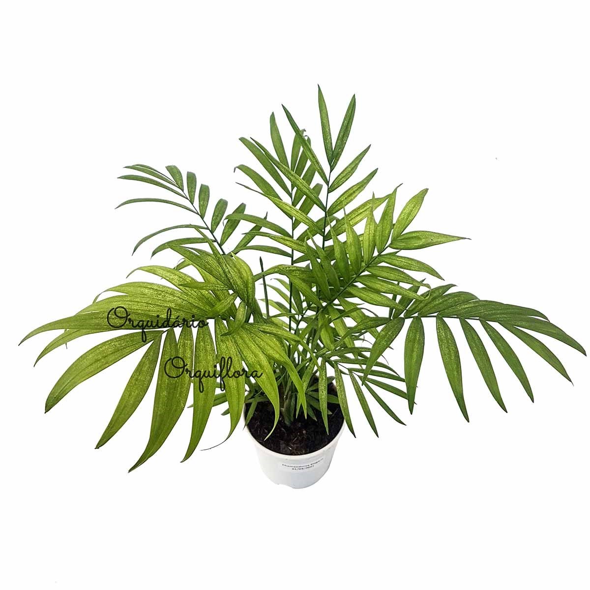 Muda de Palmeira Chamaedorea Elegans Planta Natural com Vaso