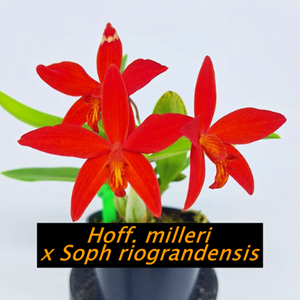 Orquídea Sophronitis riograndensis × Hoffmannseggella milleri