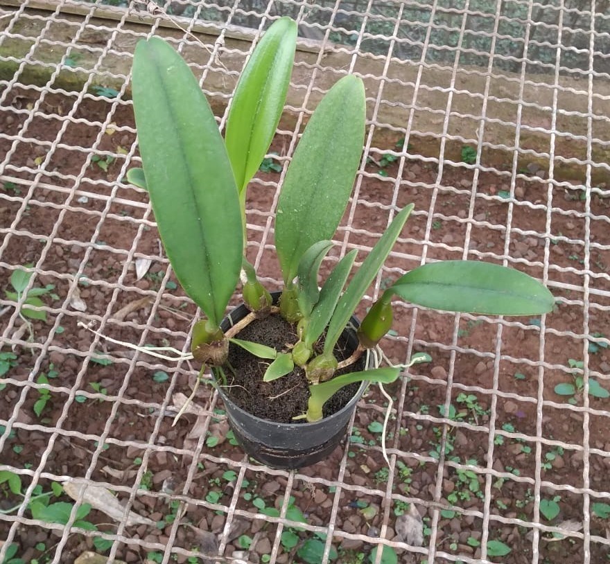 Bulbophyllum (rosthschildianum x pingtungensis)