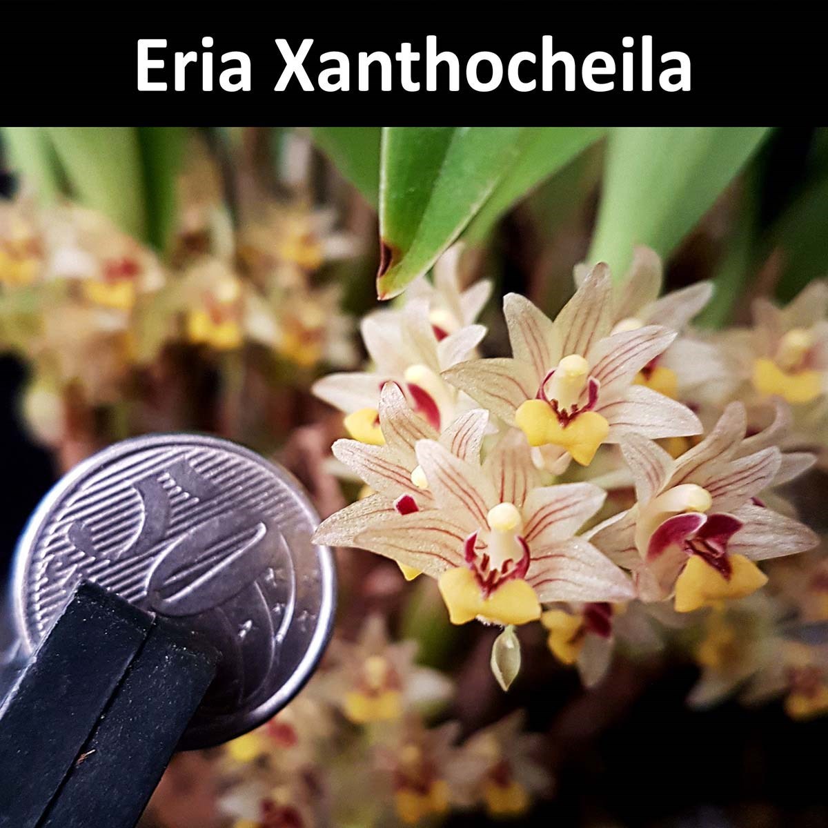 Orquídea Eria xanthocheila Planta Adulta Flor Exótica
