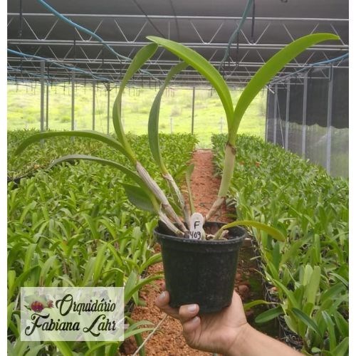 Orquídea B.L.C. NSA Acqua Splash "Fabiana Lahr # 2"