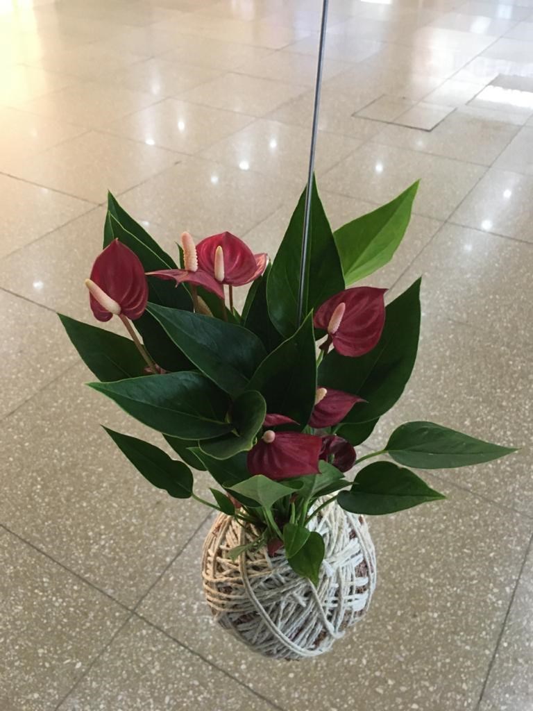 Kokedama de Mini Antúrio