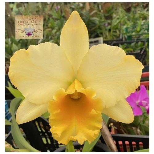 Orquídea Blc. Kure Beach