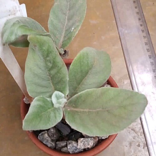 Folhagem Rainha-do-abismo (Sinningia leucotricha)