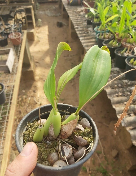 Orquídea Pholidota imbricata