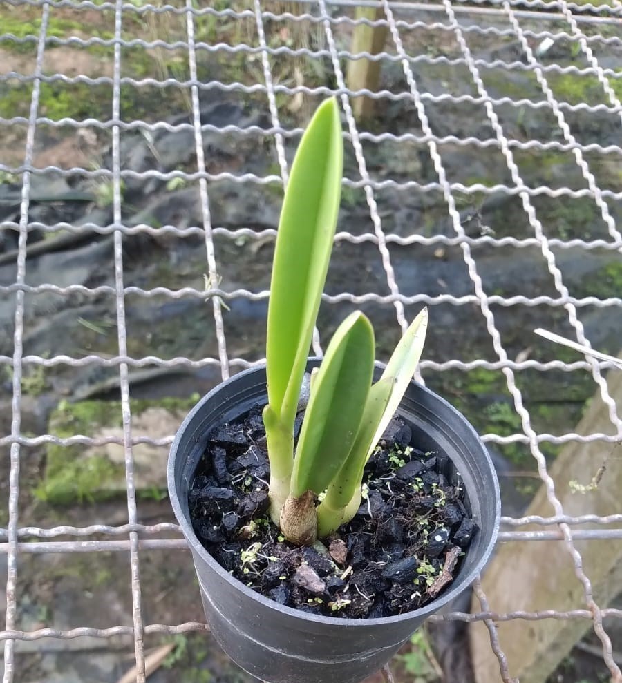 Laelia briegerii “pelorica”
