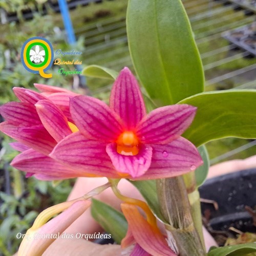 Dendrobium usitae - Sementeira - Adulto