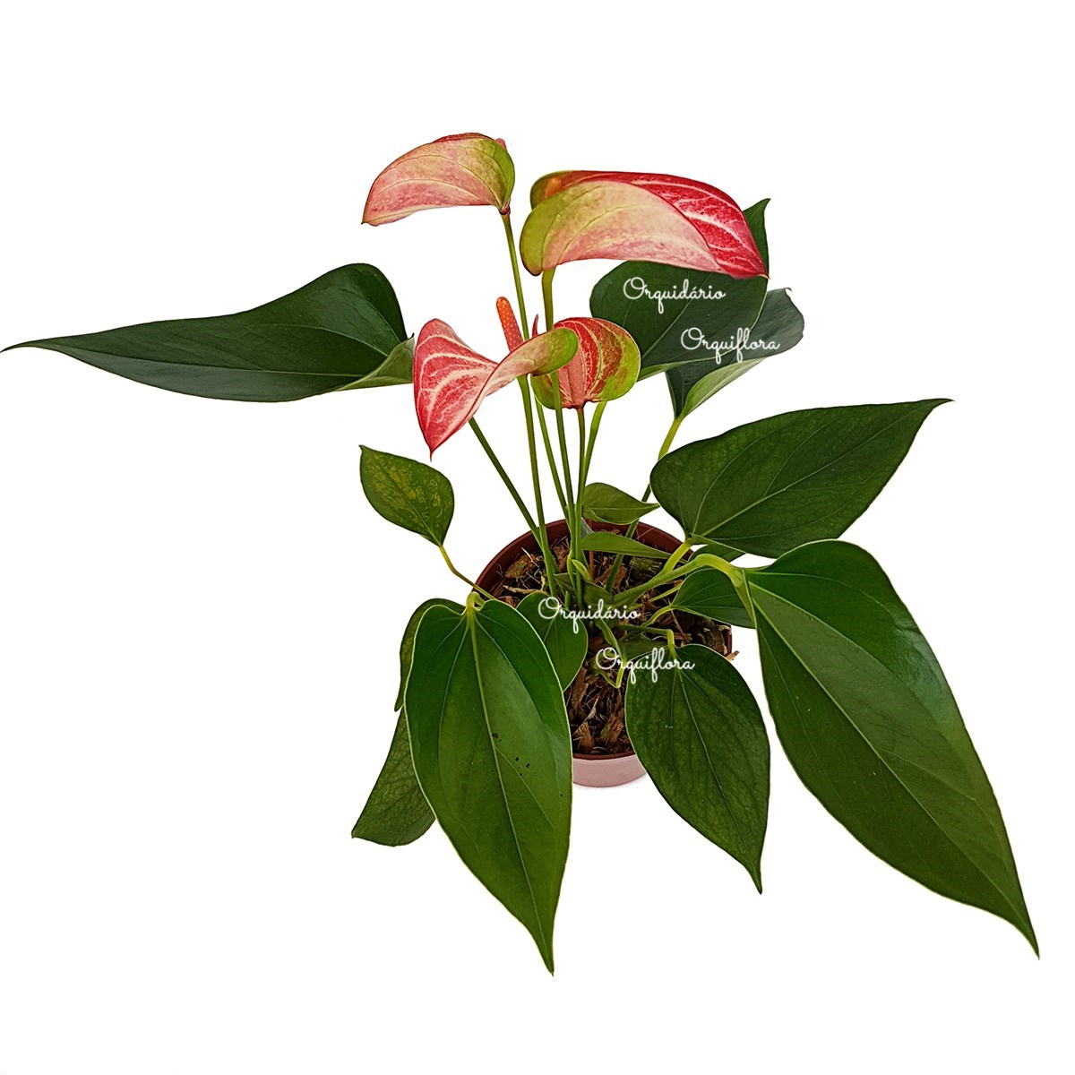 Mini Antúrio Livium Listrada Planta Natural Adulta Com Vaso