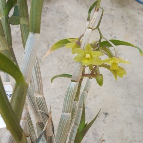 Orquídea Dendrobium ionopus