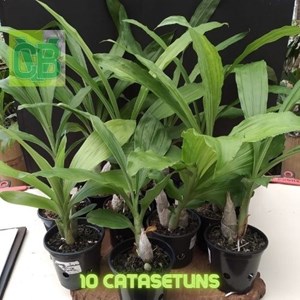 Orquídea Kit Catasetum 10 plantas adultas + 2 Brindes 