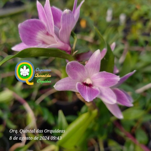 Den. victoria reginae (Japan select) x Den. Boosii - Adulto