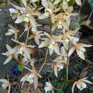 Orquídea Coelogyne testacea