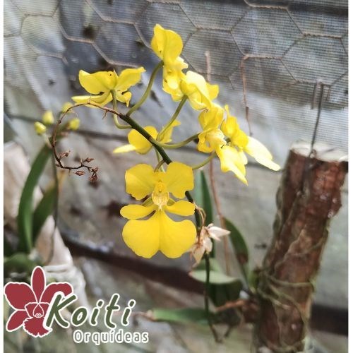 Orquídea Oncidium Onustum - Adulta