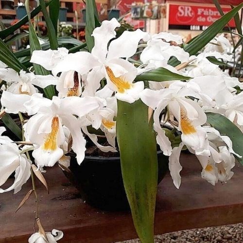 Orquídea Coelogyne cristata