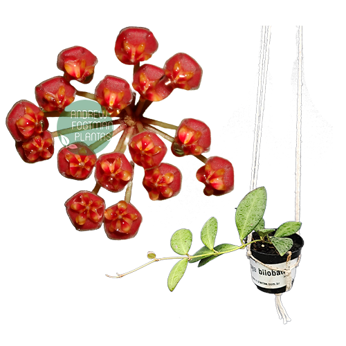 Flor de cera Hoya bilobata - muda enraizada no pote nº 6