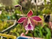 Registro disponível: Encyclia ( dichroma x hamiltonii )