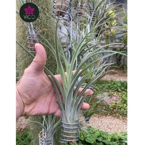 Tillandsia Caput Medusae X Tillandsia Brachycaulos "Zacapa"