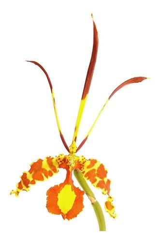 Orquídea Borboleta. Super Raridade Floresce Ano Todo!!!