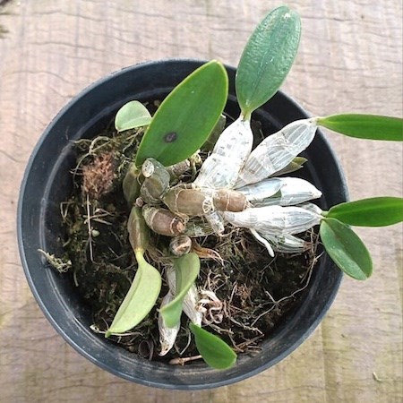 Orquídea Dendrobium lindleyi (aggregatum)