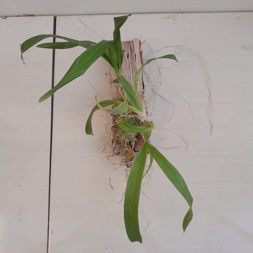 Orquídea Oncidium aloha na madeira