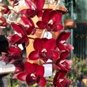 Orquídea Catasetum Fdk After Black Cherry Red