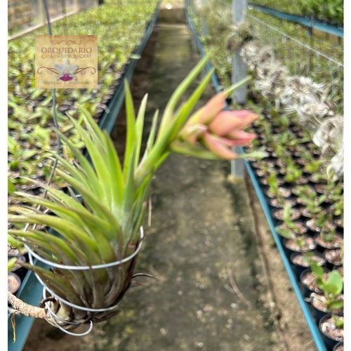 Tillandsia tenuifolia