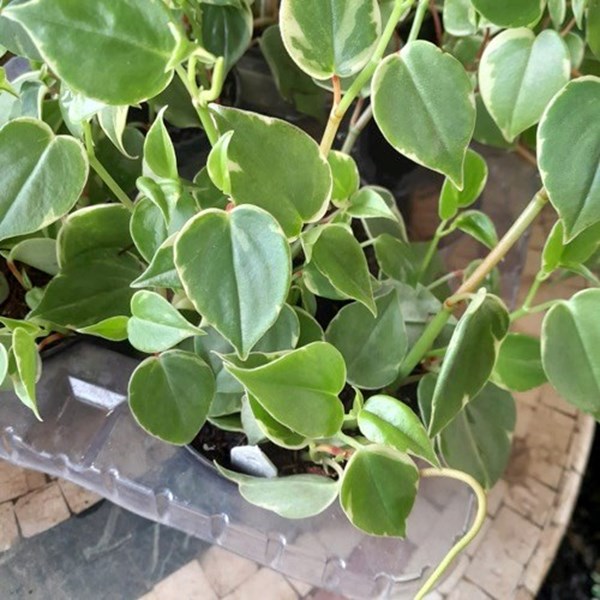 Folhagem Peperomia Pendente (Peperomoa scandens)