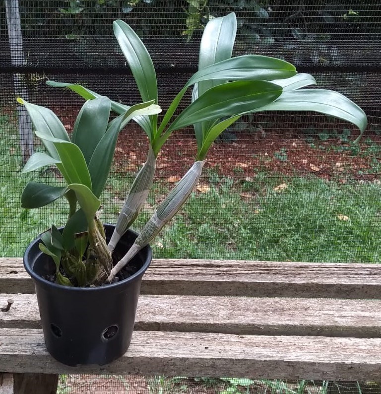 Dendrobium chrysotoxum