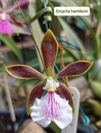 Encyclia hamiltonii
