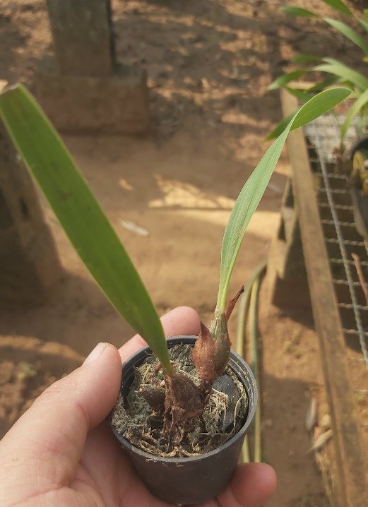Orquídea Exótica Eria langbianensis