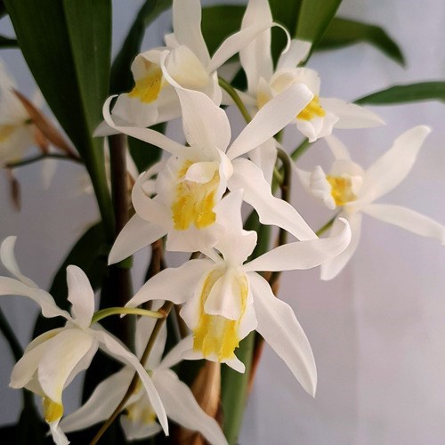 Orquídea Coelogyne mooreana. Com Vaso ! Planta Adulta !