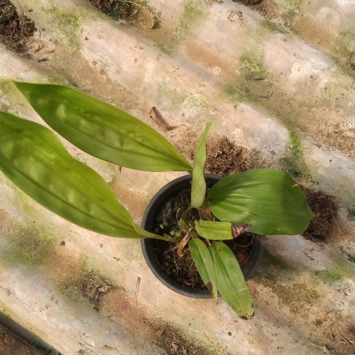 Orquídea Stanhopea tigrina muda pequena (orquídea passarinho)