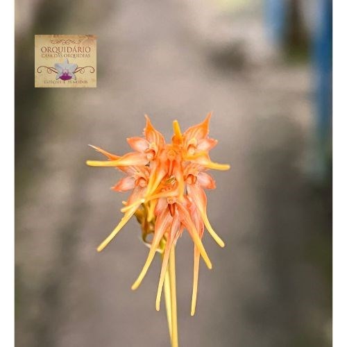 Orquídea Bulbophyllum taiwanense