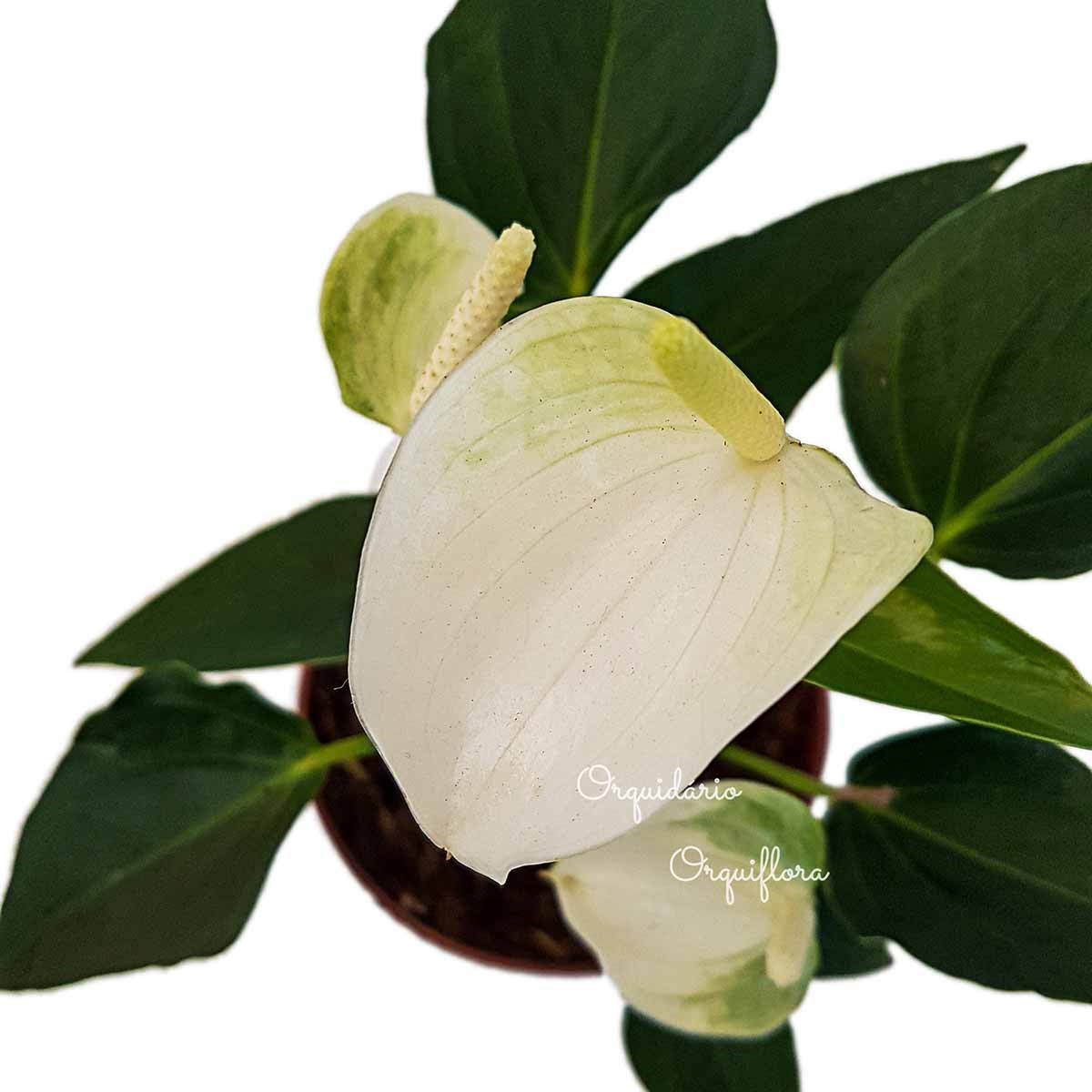 Mini Antúrio Alba Planta Natural Adulta Com Vaso