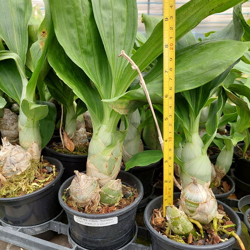 Catasetum Sumani - ADULTO - POTE 15