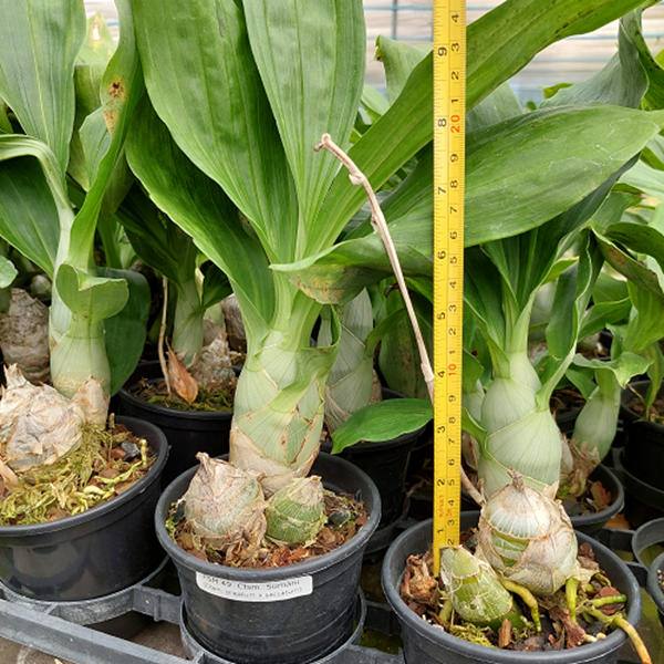 Catasetum Sumani - ADULTO - POTE 15